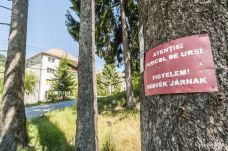 Kilőtték az emberekre támadó medvét Prahova megyében