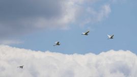 Veszélyben vannak a vándormadarak a biológusok szerint