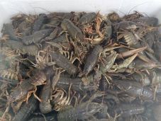 Több mint négyezer kecskerákot találtak egy román kamionban a magyar pénzügyőrök