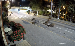 Míg a városlakók békésen aludtak, vaddisznók tivornyáztak Szováta utcáján