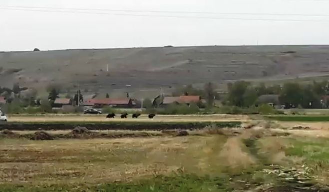 Videón, ahogy a medvék Csíkrákos határában rohangálnak