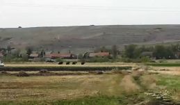 Videón, ahogy a medvék Csíkrákos határában rohangálnak