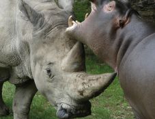 Elérte a vég a világ legidősebb orrszarvúját