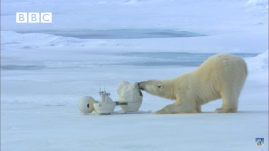Hiába az álcázás és a csúcstechnológia, nem jár túl a jegesmedvék eszén