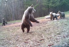 Dr. Benke József erdőmérnök: nem volt politikai akarat a medvekérdés megoldására