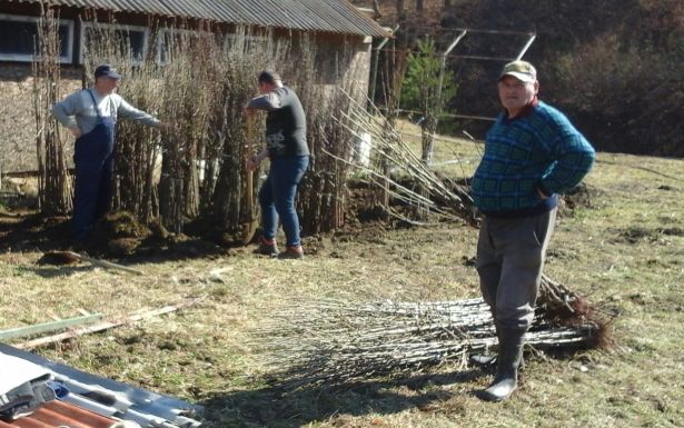 Több tízezer őshonos gyümölcsfát telepítettek vissza Háromszéken