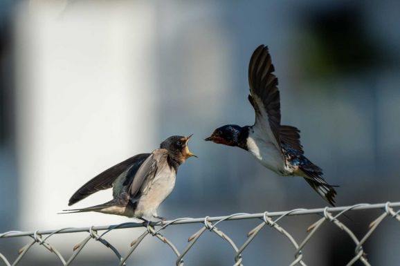 Kihalás fenyeget minden ötödik európai madárfajt: eltűnik a sárszalonka, a sarlósfecske és a vetési varjú is