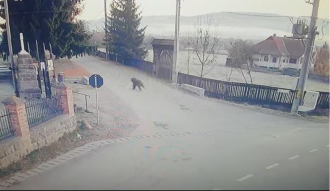 Szinte elgázolt egy embert a medve Csíkdelnén (VIDEÓ)