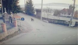 Szinte elgázolt egy embert a medve Csíkdelnén (VIDEÓ)