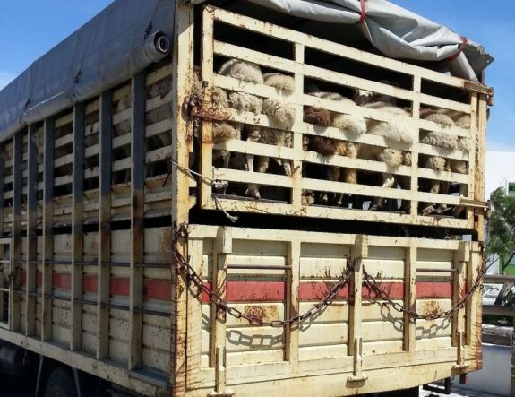 Elutasítja az élő állatok exportjának és szállításának betiltását a mezőgazdasági miniszter