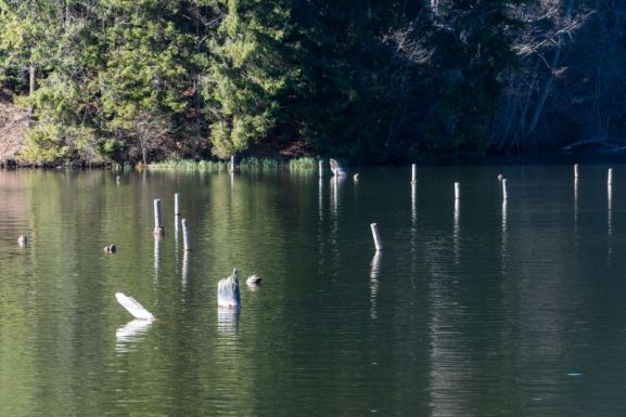 Gőzerővel dolgoznak a Gyilkos-tó ülepítő tavának kitakarításán