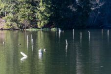 Gőzerővel dolgoznak a Gyilkos-tó ülepítő tavának kitakarításán