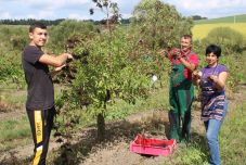 Nehéz vele dolgozni, de idővel jövedelmező: az ország egyik első bodzaültetvényén jártunk