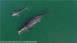 Az Atlanti-óceán melegedése a kihalás felé sodorja az északi simabálnákat