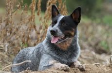 Pipét fogadott örökbe egy ausztrál pásztorkutya: kölykeivel együtt neveli