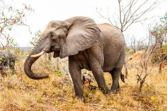 Mamut-elefánt hibrideket hoznak létre, hogy megmentsék a tundrát