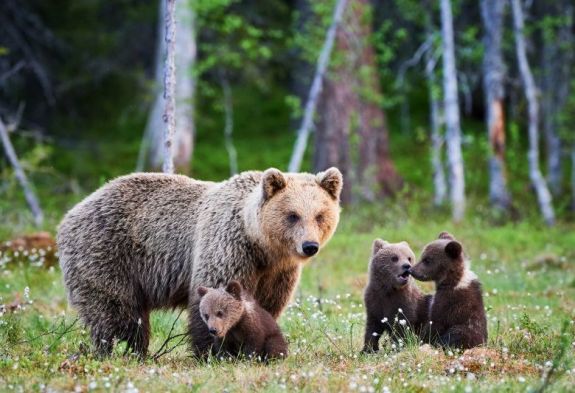 Medvecsalád bukkant fel Hosszúmező határában
