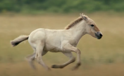 Lenyűgözték a világot a hortobágyi vadlovak: elhozták a németországi természetfilm fesztivál fődíját