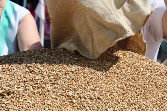 Székelyföldi búzaösszeöntés az összefogás jegyében