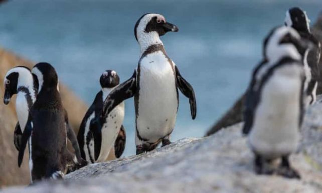 Méhek öltek meg 63 veszélyeztetett pingvint Dél-Afrikában