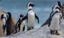 Méhek öltek meg 63 veszélyeztetett pingvint Dél-Afrikában