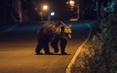 Medveügyben kezdeményez tájékoztatást Tánczos Barna környezetvédelmi miniszter
