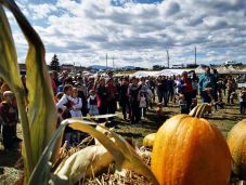 A családokat is várják a Csíkszéki Gazdanapokra