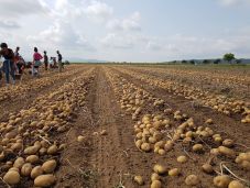 Minőségi székely pityókával törnének be az európai piacra