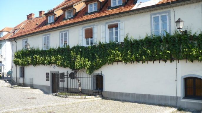 A világ legöregebb szőlőtőkéje 400 éves is elmúlt