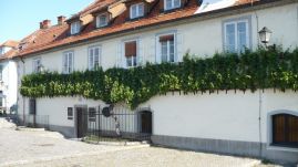 A világ legöregebb szőlőtőkéje 400 éves is elmúlt