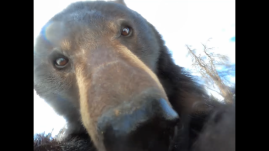 Így kóstolgat a medve: a vad megpróbált felfalni egy kamerát, közben megörökítette a szájüregét és az arcát közelről