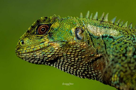 Eddig ismeretlen gyíkot fedeztek fel Peruban