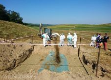 Újabb afrikai sertéspestis gócpontok Háromszéken