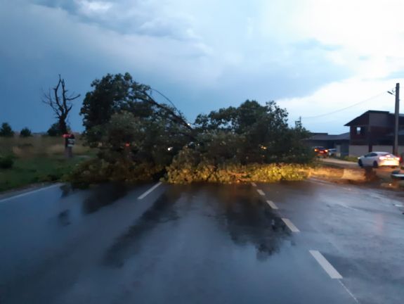 Fák dőltek az úttestre a vihar miatt Bihar megyében
