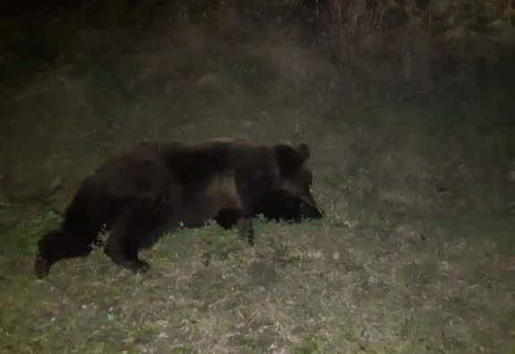 Medvetetemre bukkantak Suceava és Hargita megye határán