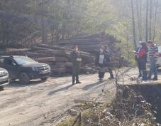 Rendőrség: közel 6000 büntetőeljárás indult az első félévben falopás gyanújával