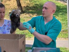 Először születtek vöröspanda-kölykök Romániában