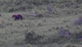 Egy Kolozs megyei esztenán garázdálkodott a medve