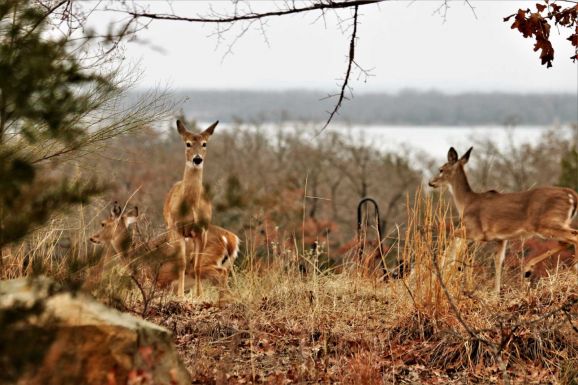 A fehérfarkú szarvasok egyharmada megfertőződhetett koronavírussal