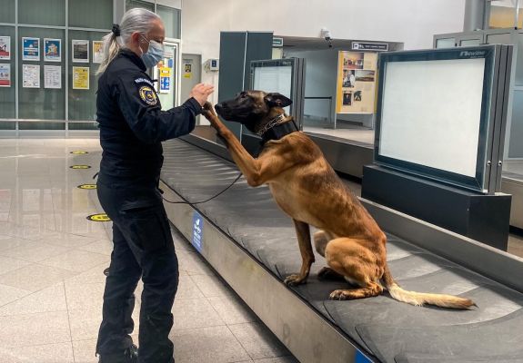 Először mutatták ki a koronavírus-fertőzést különlegesen kiképzett kutyák