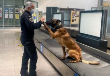 Először mutatták ki a koronavírus-fertőzést különlegesen kiképzett kutyák