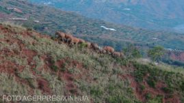 Hazaindultak a Kínában vándorló elefántok