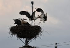 Lengyelországból érkező gólyasereg éjszakázott Magyarfenesen