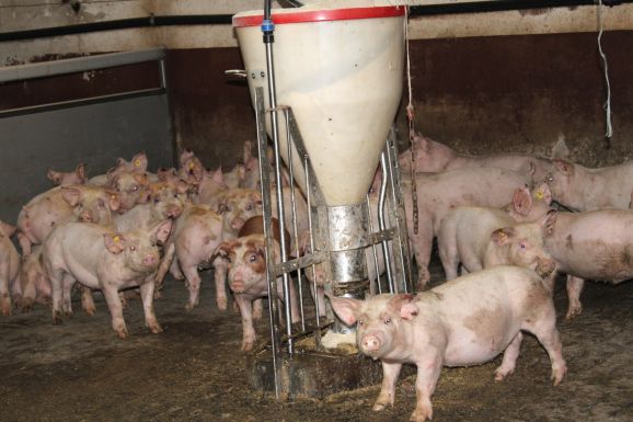 Több mint 400 aktív sertéspestisgócot tartanak számon Romániában