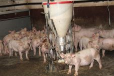 Több mint 400 aktív sertéspestisgócot tartanak számon Romániában