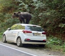 Az autó tetejére mászott a medve a Fogarasi-havasokban