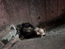 Elpusztult a medve, amit elgázolt egy autó Csíkszentdomokoson péntek éjszaka