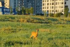 Állatorvoshoz került a Kolozsvár szélén hetek óta fogságba esett őz 