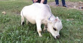 Elpusztult a világ legkisebb tehene