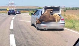 A személygépkocsi csomagtartójában szállított egy élő tehenet és birkát 